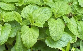 Lemon Balm Extract in Yu Sleep that reduces cortisol and prevents 3 AM wake-ups